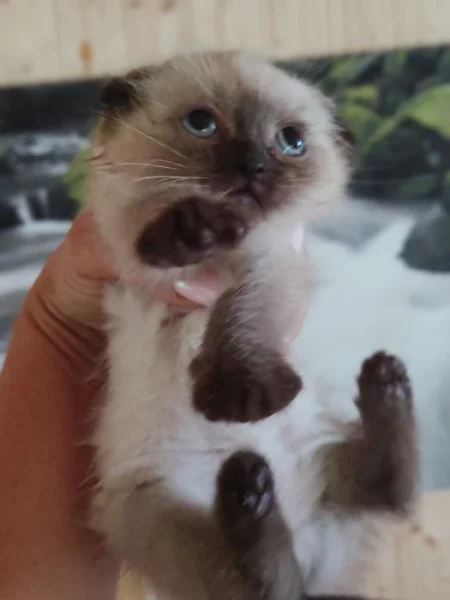Krásná koťátka Skotská klapouchá