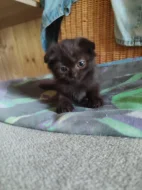 Krásná koťátka Skotská klapouchá