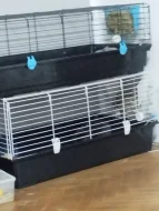 Zakrslí králíci