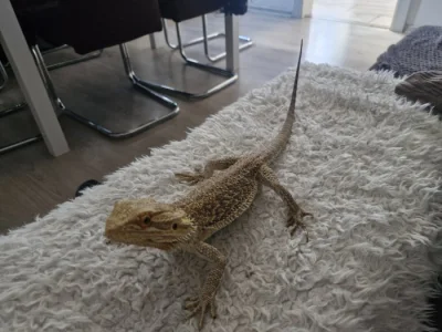Agama Vousatá