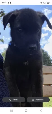 Štěně cane corso x malamut 2 mesicni