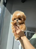 Štěňata toy pudla