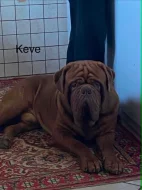 Bordeauxská doga s PP