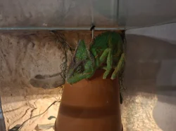Chameleon