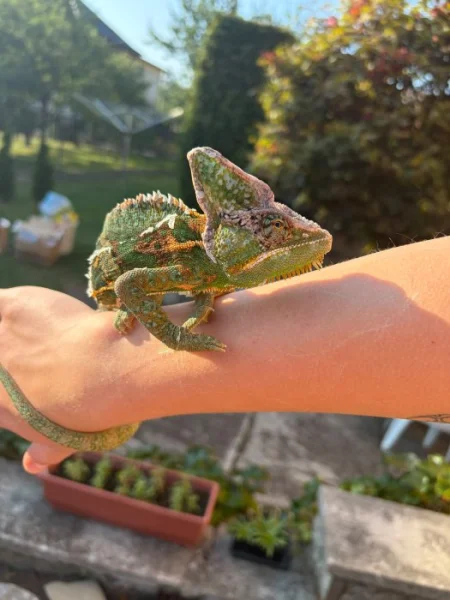 Chameleon