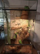 Chameleon