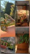 Chameleon