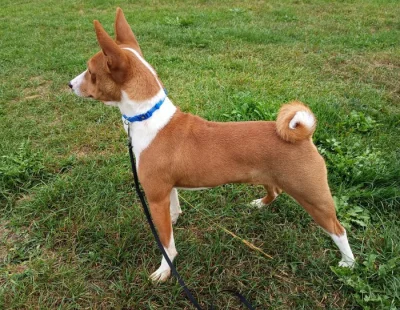 Basenji - prodám pejska bez pp