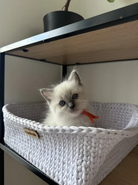 Ragdoll koťata - kočičky