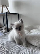 Ragdoll koťata - kočičky
