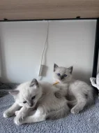 Ragdoll koťata - kočičky