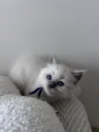 Ragdoll koťata - kočičky
