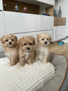 Maltipoo