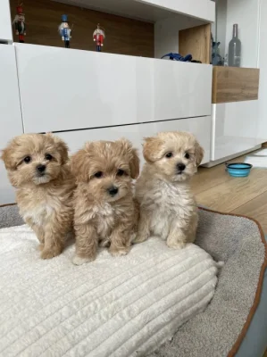 Maltipoo