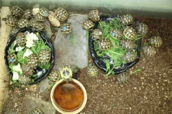 suchozemská Želva zelenavá (Testudo hermanni) - mláďata