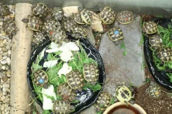 suchozemská Želva zelenavá (Testudo hermanni) - mláďata