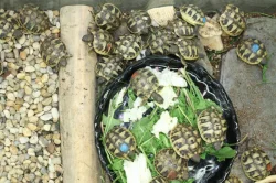 suchozemská Želva zelenavá (Testudo hermanni) - mláďata