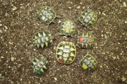 suchozemská Želva zelenavá (Testudo hermanni) - mláďata