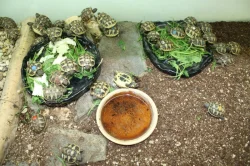 suchozemská Želva zelenavá (Testudo hermanni) - mláďata