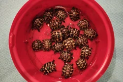 suchozemská Želva zelenavá (Testudo hermanni) - mláďata