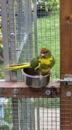 Kakariky