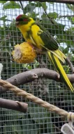 Kakariky