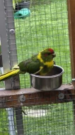 Kakariky