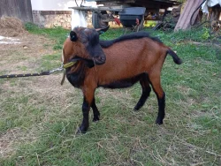 NABÍZÍM OKLASIFIKOVANÉ KOZLY-RŮZNÉ LINIE