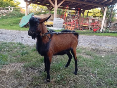 NABÍZÍM OKLASIFIKOVANÉ KOZLY-RŮZNÉ LINIE