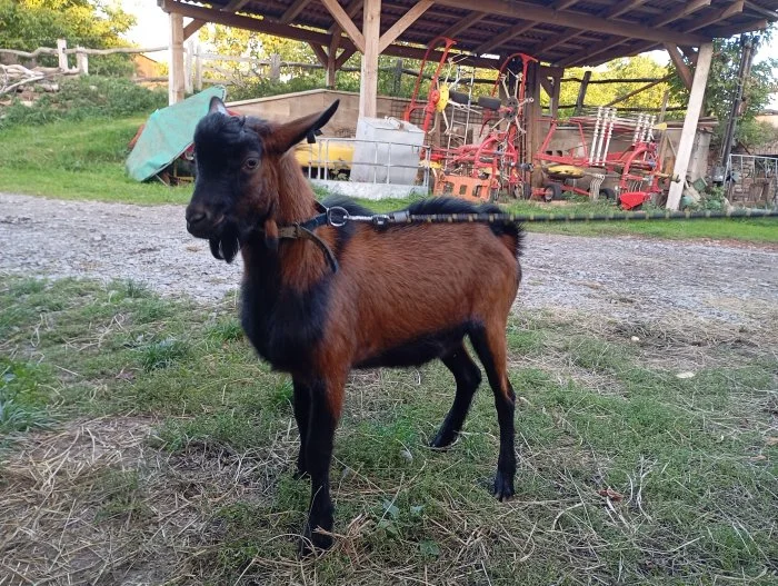 NABÍZÍM OKLASIFIKOVANÉ KOZLY-RŮZNÉ LINIE