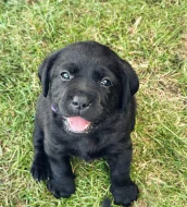 REZERVACE Labradorský Retriever s PP