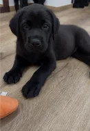 REZERVACE Labradorský Retriever s PP