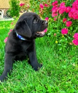 REZERVACE Labradorský Retriever s PP