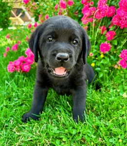 REZERVACE Labradorský Retriever s PP