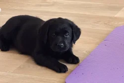 REZERVACE Labradorský Retriever s PP