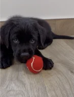 REZERVACE Labradorský Retriever s PP