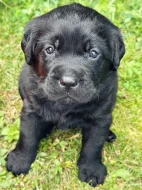 REZERVACE Labradorský Retriever s PP