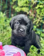 REZERVACE Labradorský Retriever s PP