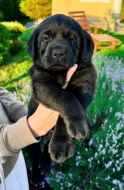 REZERVACE Labradorský Retriever s PP