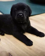 REZERVACE Labradorský Retriever s PP