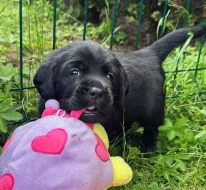 REZERVACE Labradorský Retriever s PP