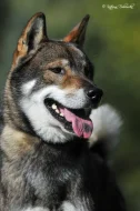 🍁 SHIKOKU INU - VOLNÁ FENKA K PRODEJI 🍁
