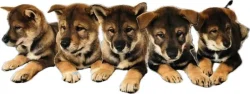 🍁 SHIKOKU INU - VOLNÁ FENKA K PRODEJI 🍁