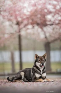 🍁 SHIKOKU INU - VOLNÁ FENKA K PRODEJI 🍁