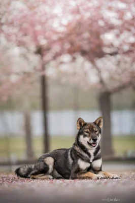 🍁 SHIKOKU INU - VOLNÁ FENKA K PRODEJI 🍁