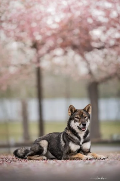 🍁 SHIKOKU INU - VOLNÁ FENKA K PRODEJI 🍁