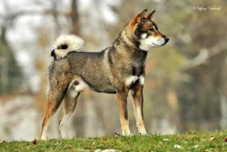 🍁 SHIKOKU INU - VOLNÁ FENKA K PRODEJI 🍁