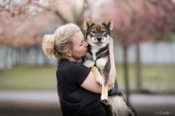 🍁 SHIKOKU INU - VOLNÁ FENKA K PRODEJI 🍁