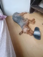 Prodej pejska štěně duvod alergie u Syna