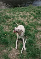 Půlroční pejsek vipet bez pp (whippet, whipet, vipet)
